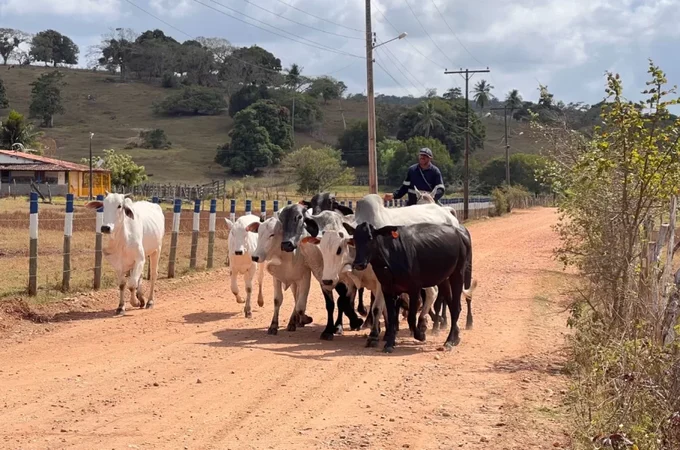 Programa Mais Pecuária Brasil melhora qualidade do rebanho bovino em Penedo