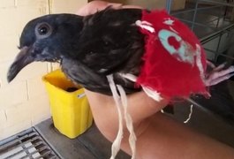 Pombo-correio do crime é capturado por agentes penitenciários em Maceió
