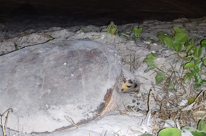 Tartaruga-de-pente é vista desovando na Praia da Avenida, em Maceió
