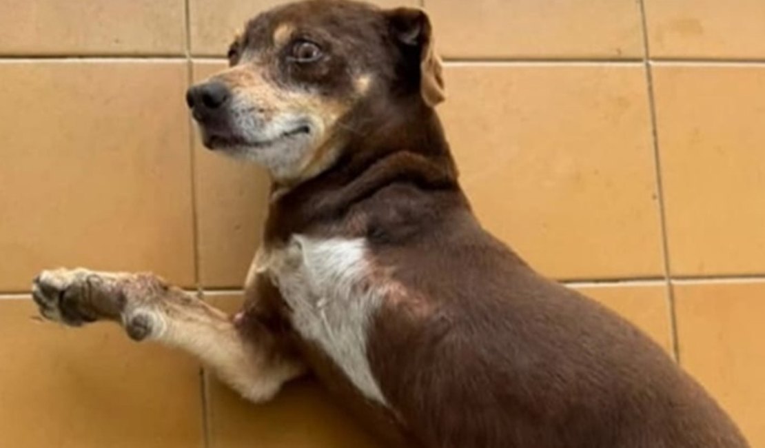 Família de Arapiraca busca informações sobre cachorro desaparecido