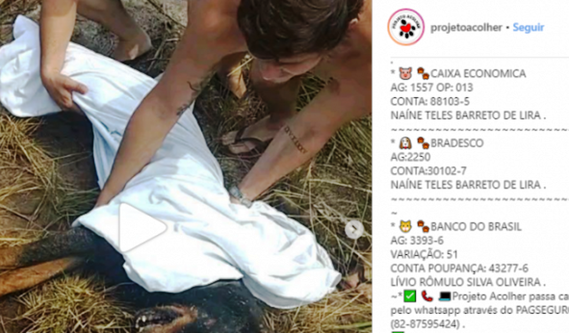 Cão é resgatado após ser enterrado vivo na Barra de São Miguel