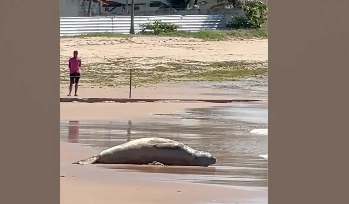 Após dias desaparecido, elefante-marinho é encontrado morto em Alagoas