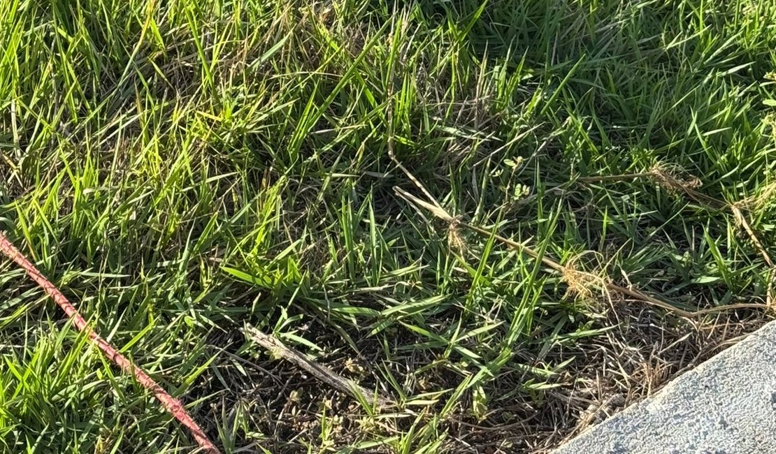 Jacaré é capturado em área urbana e devolvido à natureza em Palmeira dos Índios
