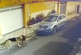 Vídeo: câmeras flagram enfermeira atropelando cachorros no Maranhão