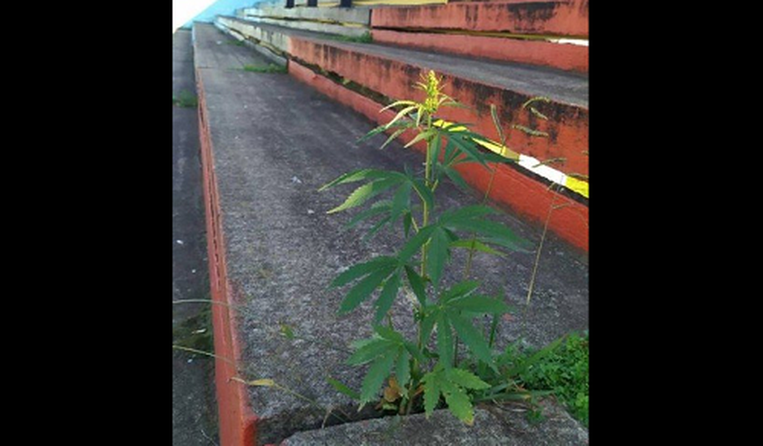 Com jogos paralisados, pé de maconha nasce em espaço entre arquibancadas de estádio