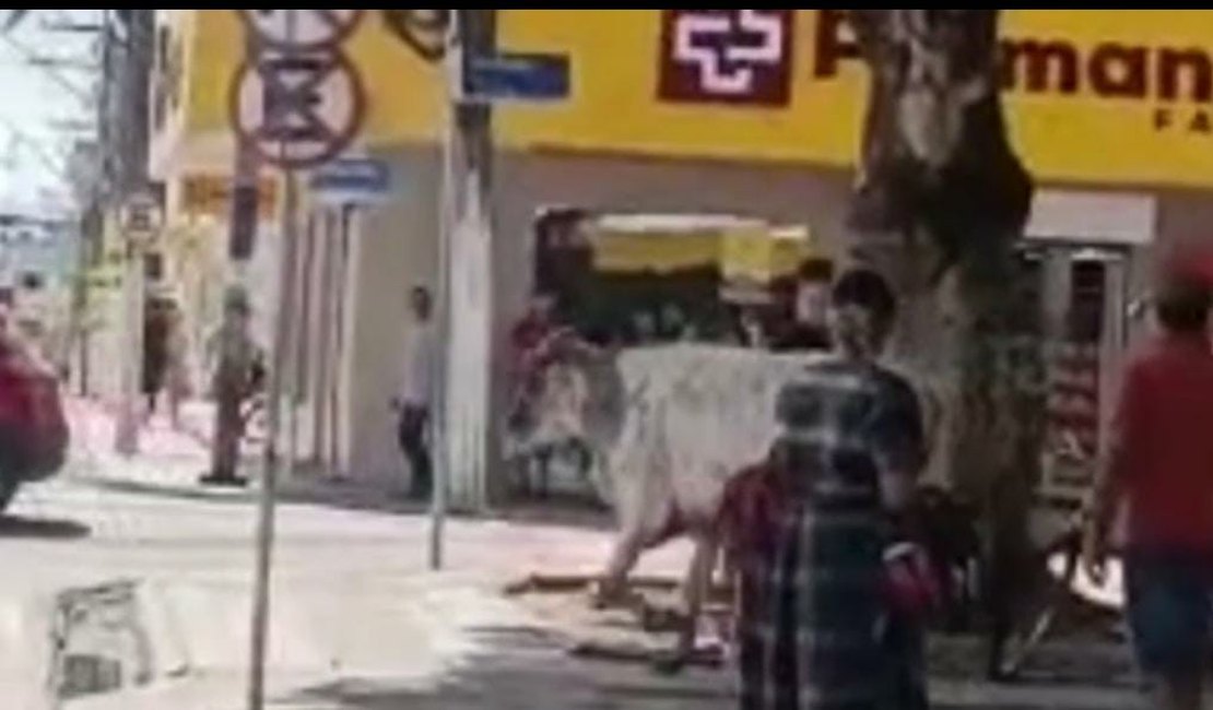 Flagrante inusitado: Vaca 'passeia' em praça no Centro de Arapiraca e atravessa faixa de pedestres tranquilamente