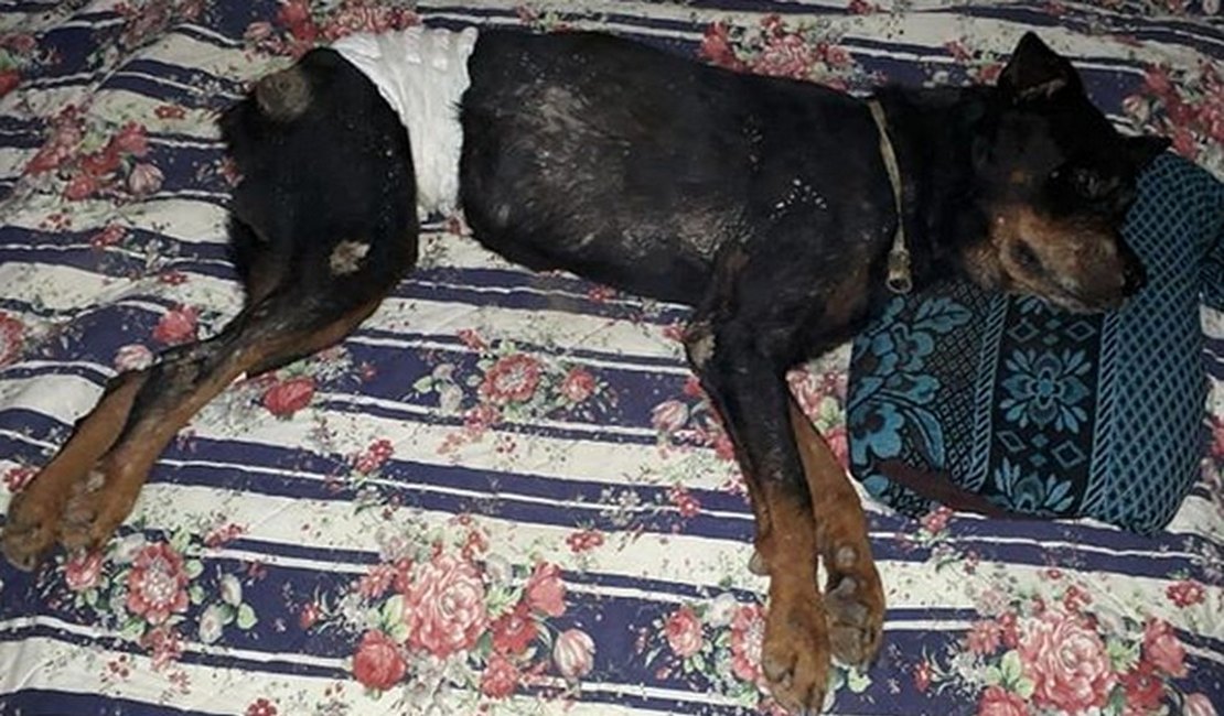 Morre cachorro que foi enterrado vivo em São Miguel dos Campos