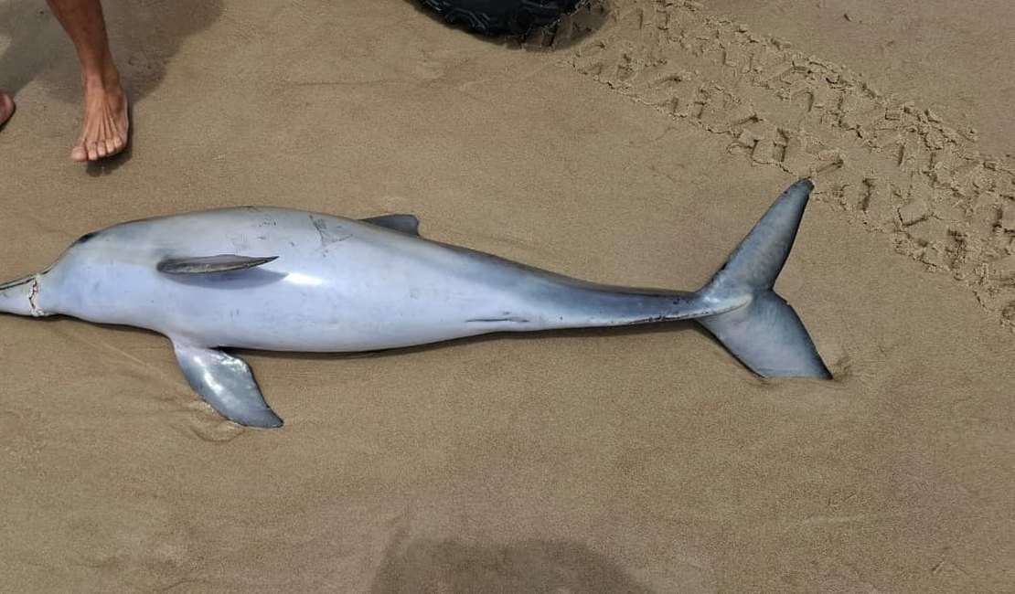 Boto-cinza é encontrado morto com 'bico' machucado na Praia do Francês