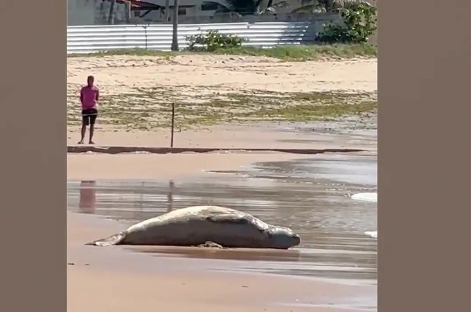 Após dias desaparecido, elefante-marinho é encontrado morto em Alagoas