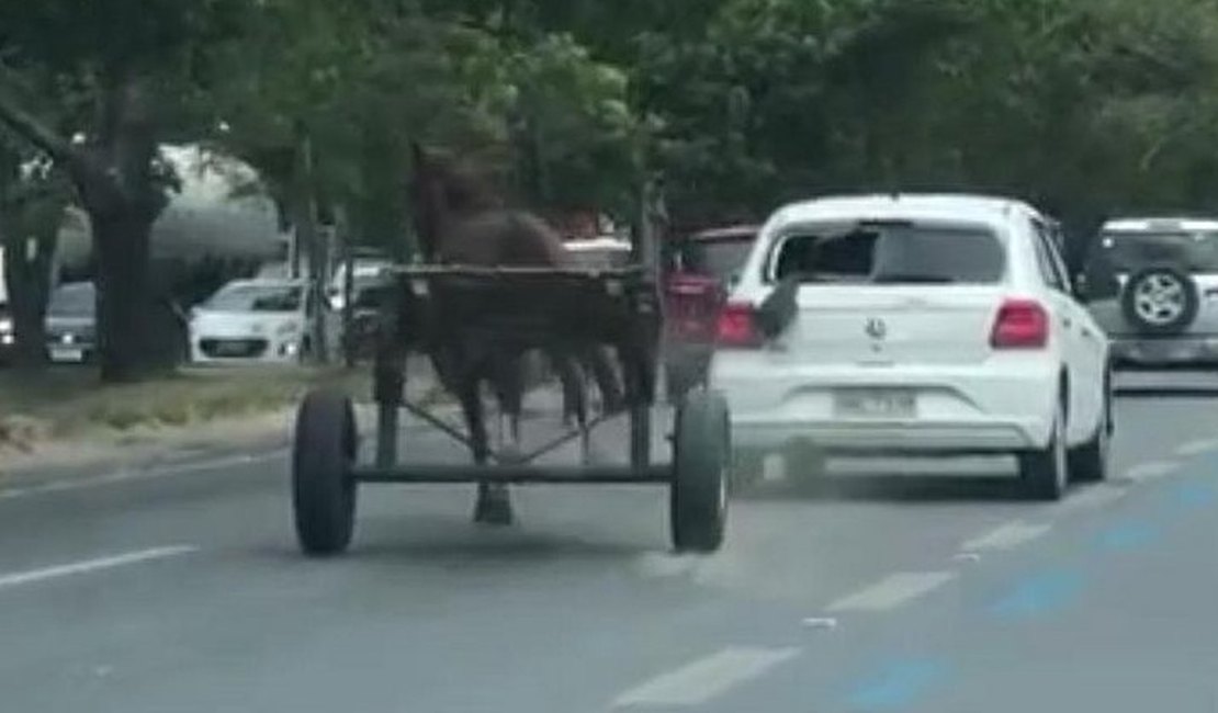 Vídeo. Cavalo sozinho em carroça causa pânico na Avenida Durval de Góis Monteiro