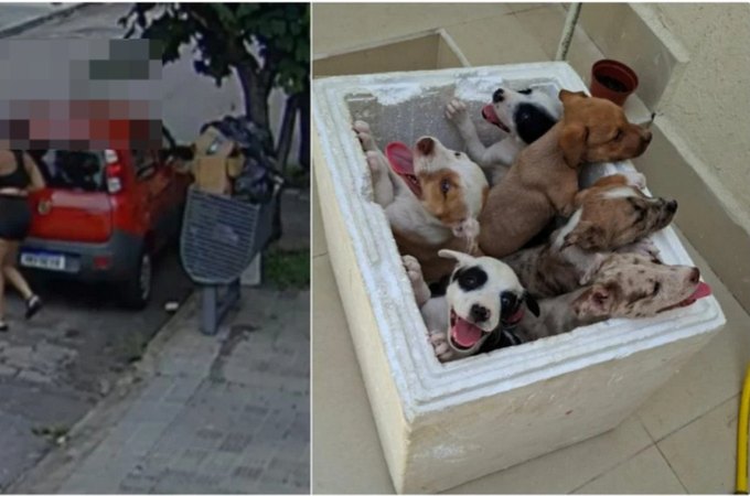 Mulher é flagrada abandonando sete filhotes de cachorro em Belo Horizonte