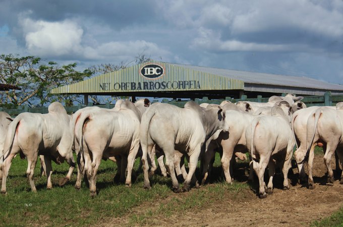 Com 100% de liquidez, 25º Leilão IBC confirma força da genética Nelore alagoana