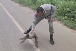 Policiais militares salvam bicho preguiça que estava no meio de rodovia alagoana