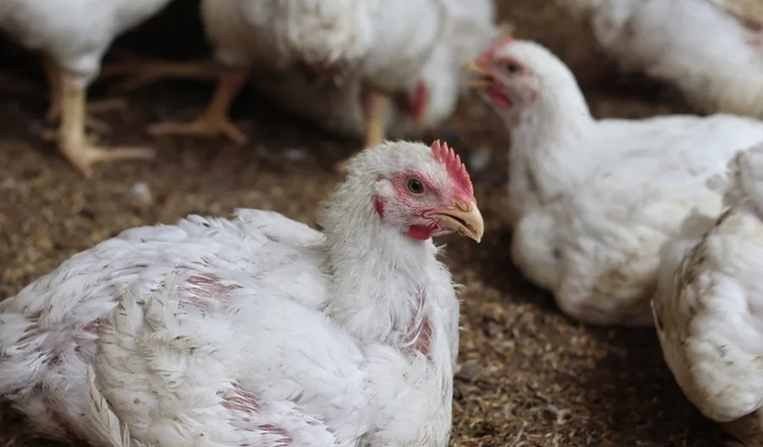 H9N2 pode virar pandemia? Saiba por que cepa da gripe aviária preocupa