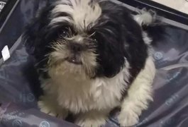 Após repercussão, mulher devolve cão furtado a tutora, em Arapiraca