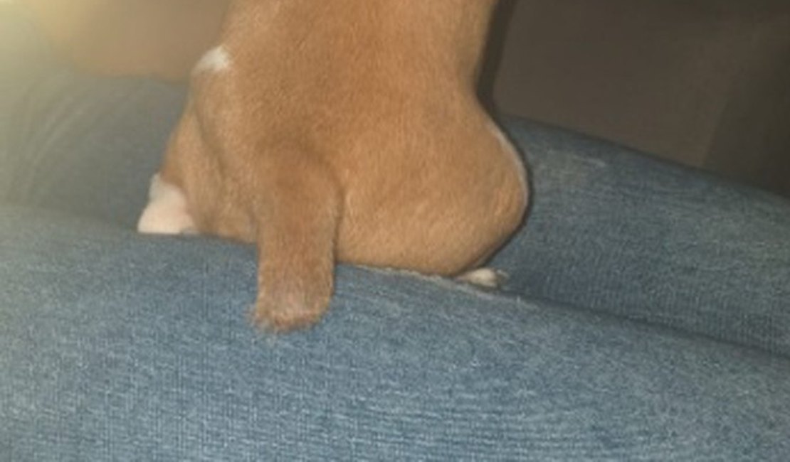 Tutora corta o rabo de cadela com tesoura e é indiciada por maus-tratos contra animais em Maceió