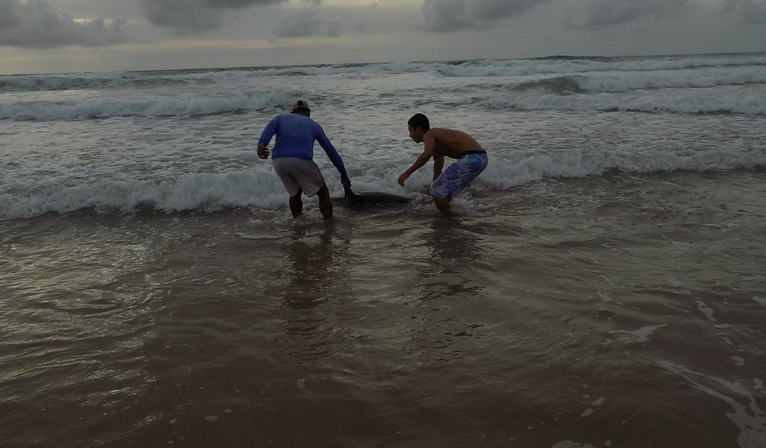 Moradores socorrem golfinho encalhado na Praia do Francês