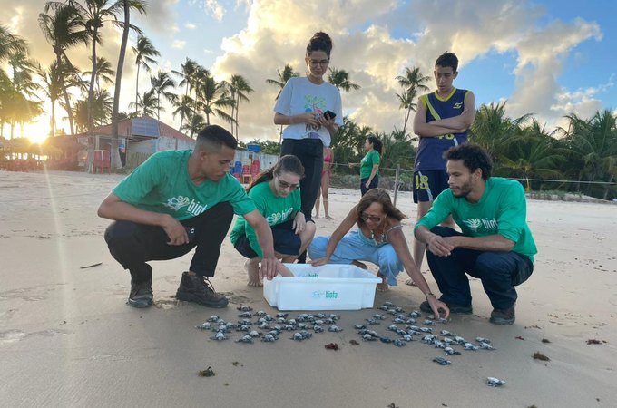 VÍDEO: 85 filhotes de tartaruga-oliva são soltos no mar da Praia de Guaxuma, em Maceió