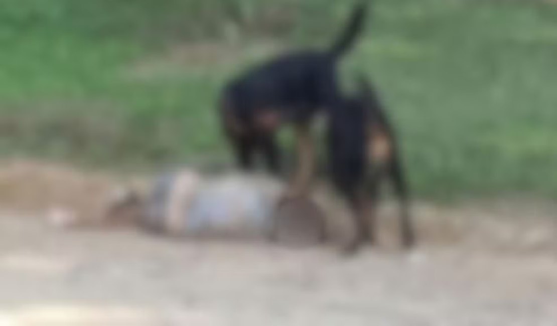 Idosa sofre fraturas e perde as orelhas após ataque de rottweilers em SP