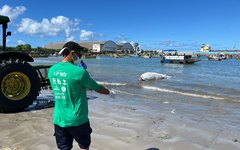 Filhote de Baleia-jubarte encontrado morto em Maceió