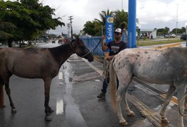 ﻿Capturas de animais em via pública é realizada pela ﻿Unidade de Controle de Zoonoses em Maceió; veja como solicitar
