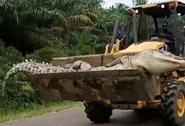 Demônio, o crocodilo de meia tonelada, é morto após aterrorizar vilarejos por 50 anos