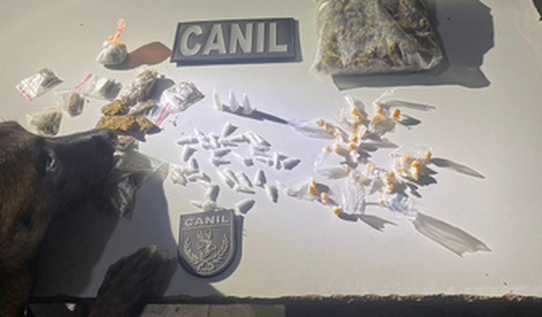 Cão farejador do canil do 3° BPM encontra maconha, cocaína e crack em casa abandonada, em Arapiraca