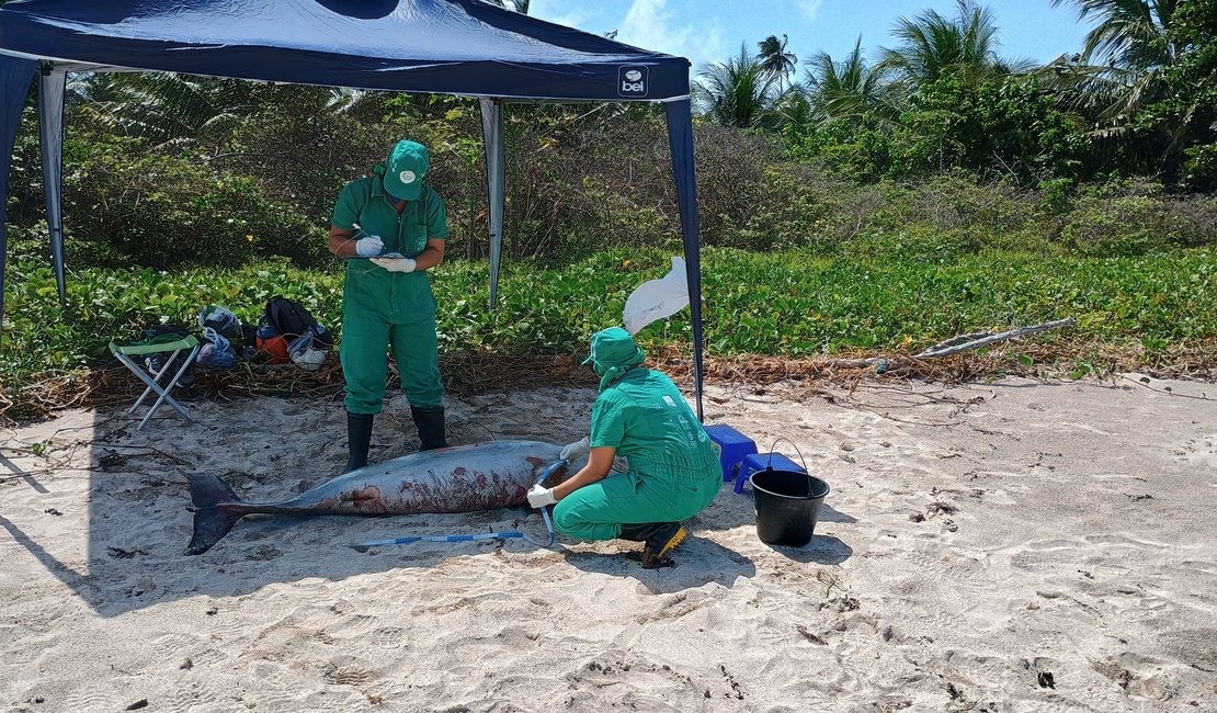 Biota encontra boto-cinza morto em praia de São Miguel dos Milagres