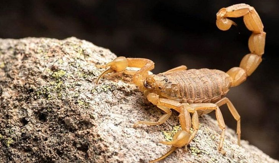 Sesau orienta população sobre cuidados para evitar acidentes com escorpiões