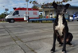 Cãozinho espera pelo dono que morreu há oito meses em pátio de hospital