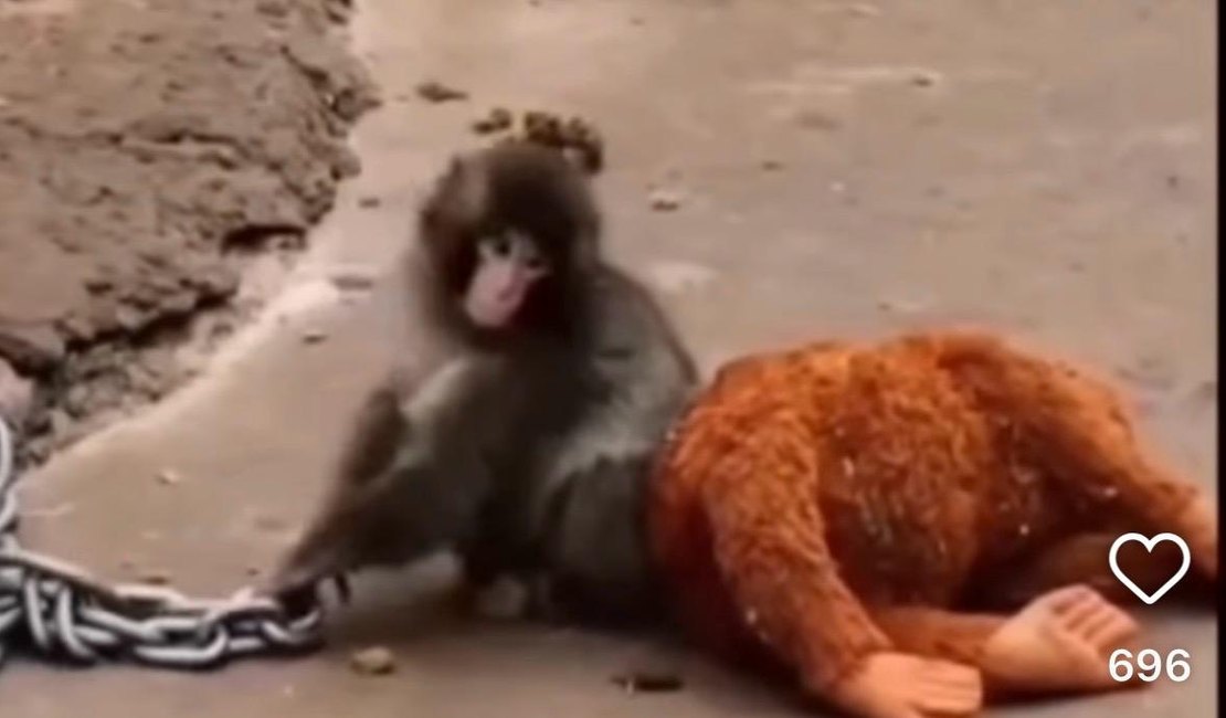 Filhote de macaco rejeitado pela mãe emociona ao se apegar a pelúcia no Japão