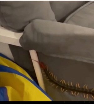 Vídeo. Homem encontra lacraia venenosa em móveis do quarto da filha