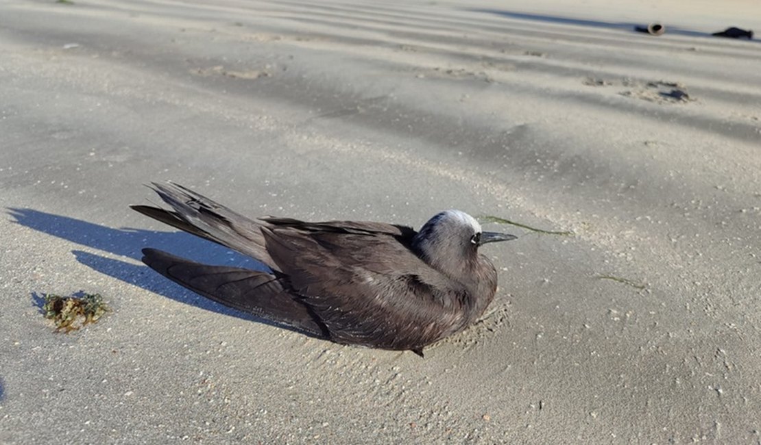 IMA alerta população para evitar contato com aves marinhas durante período migratório
