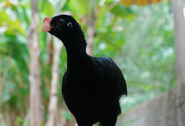 IMA atua na reintrodução do Mutum-de-alagoas e fortalece preservação da fauna alagoana
