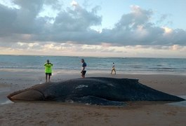 Baleia Jubarte é encontrada morta na Lagoa do Pau, em Coruripe