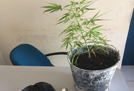 Adolescente de 17 anos é apreendido com um pé de maconha no interior de Alagoas