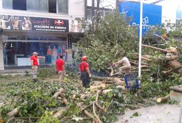 Forte chuva derruba árvores e causa prejuízos em Arapiraca