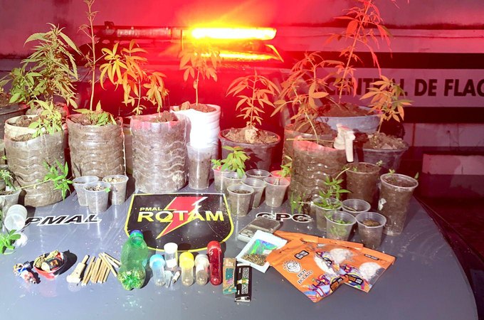 ROTAM apreende pés de maconha e prende suspeito por tráfico de drogas em Satuba