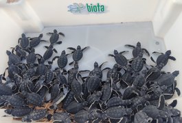 Biota faz soltura de filhotes de tartaruga em Guaxuma