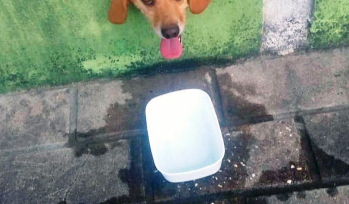 Cachorro fica com cabeça presa em muro e é socorrido por Bombeiros em Arapiraca