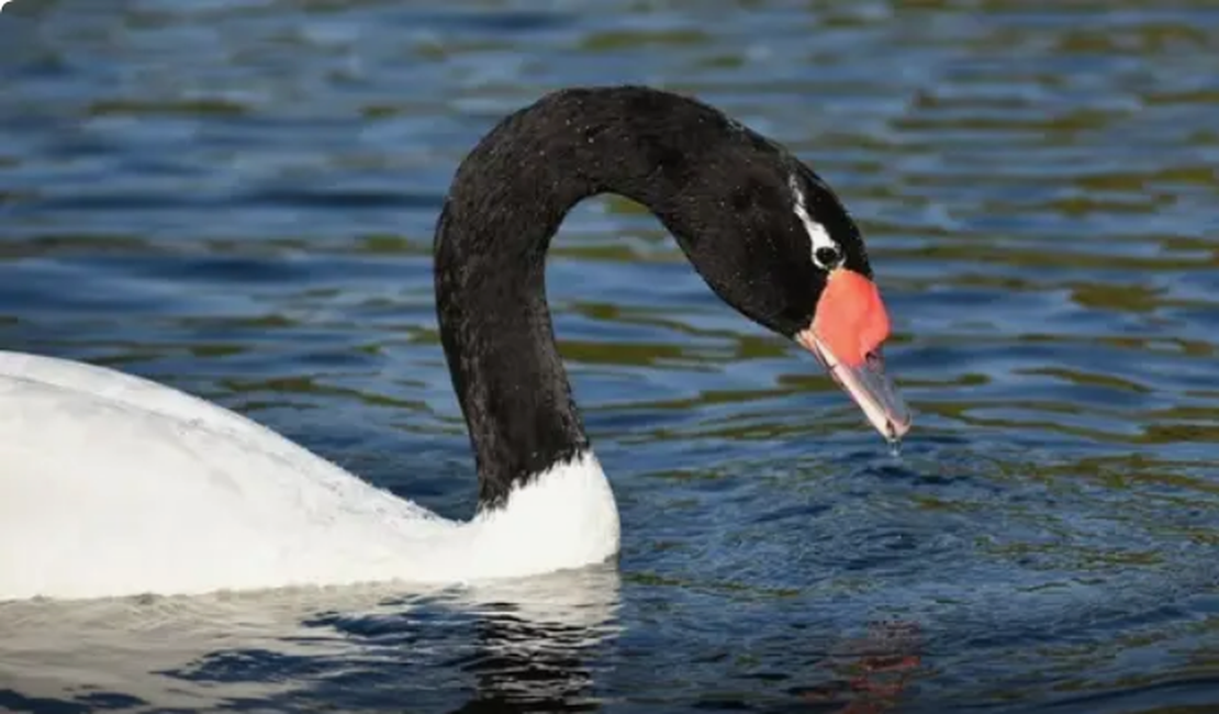 Resultado das análises laboratoriais em aves com suspeita de Influenza Aviária deu negativo, diz Governo de Alagoas