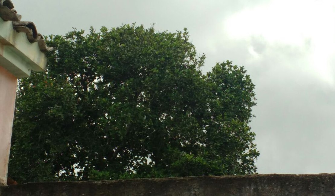 Jovem sobe em árvore e ameaça cometer suicídio em Arapiraca