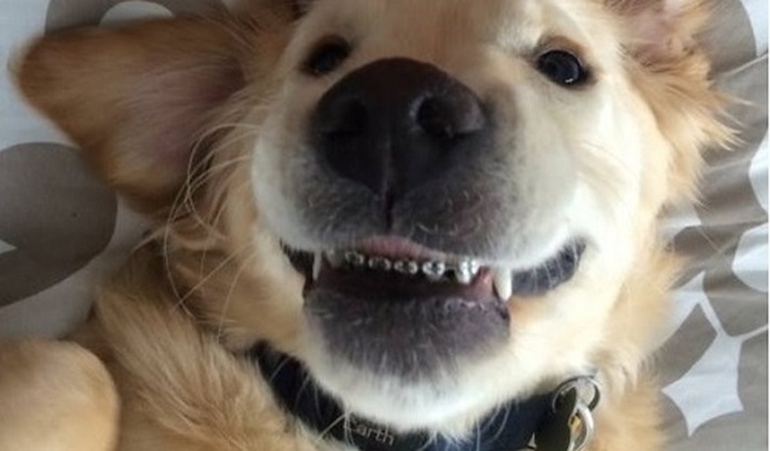 Foto de cachorro com aparelho ortodôntico viraliza na internet