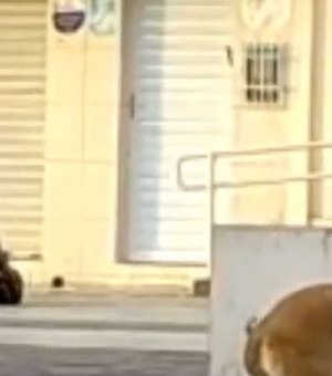Vídeo. Moradores de Campo Alegre ficam revoltados com vídeo de ataque de pitbull à cão pequeno na cidade
