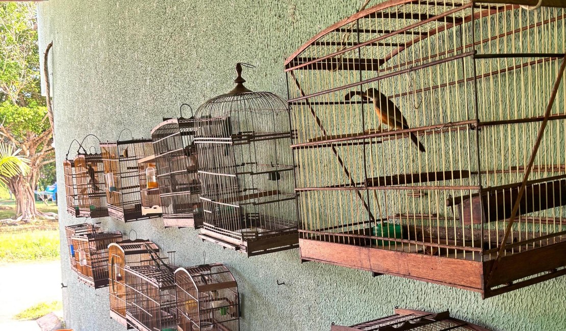 Fiscalizações ambientais da PM resultam na apreensão de 25 aves silvestres em Boca da Mata e Igaci