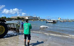 Filhote de Baleia-jubarte encontrado morto em Maceió