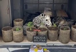 Homem de 20 anos é preso com plantação de maconha em residência e peças de motos, em Junqueiro