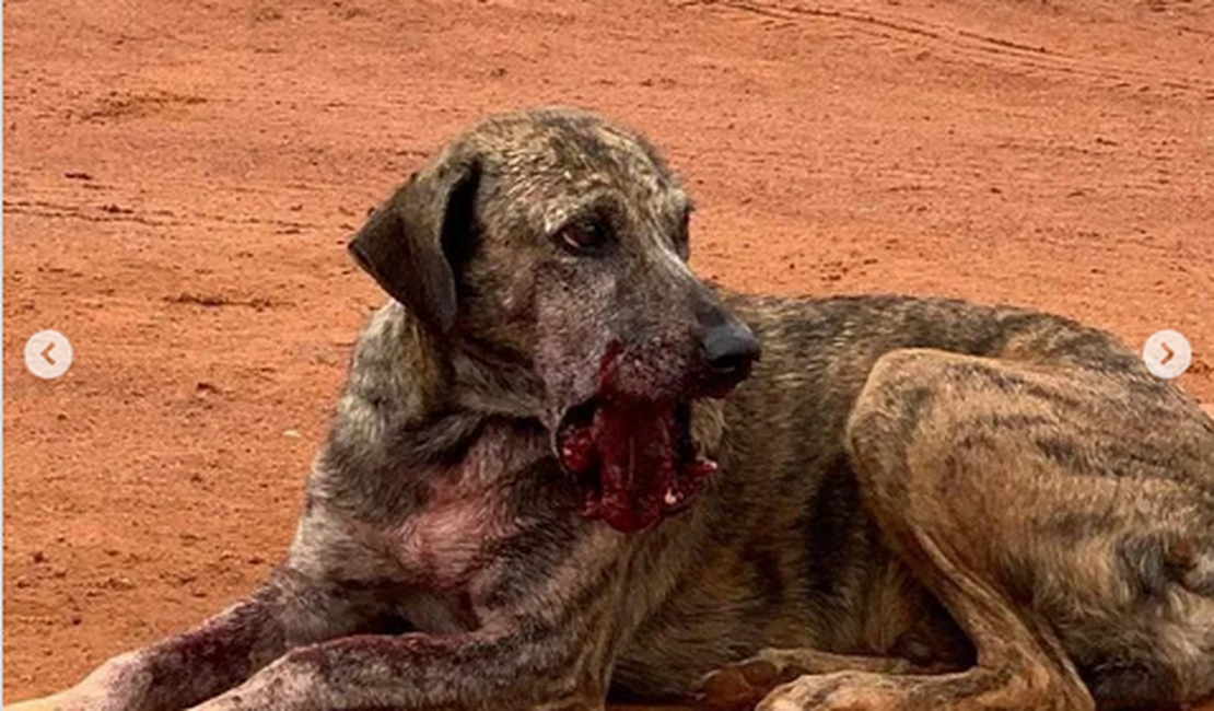 Campanha busca doações para tratamento de cachorra que levou tiros na boca em Palmeira dos Índios