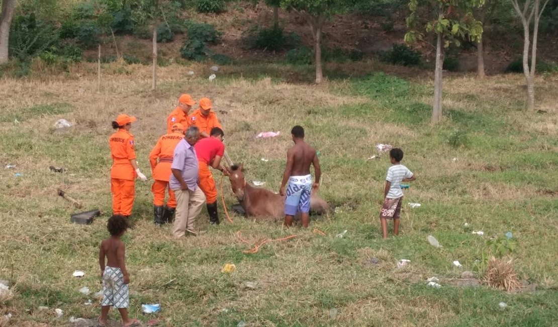 Bombeiros resgatam cavalo de poço desativado, em Arapiraca