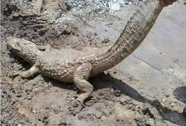 Trabalhadores encontram jacaré em obra de universidade em Alagoas